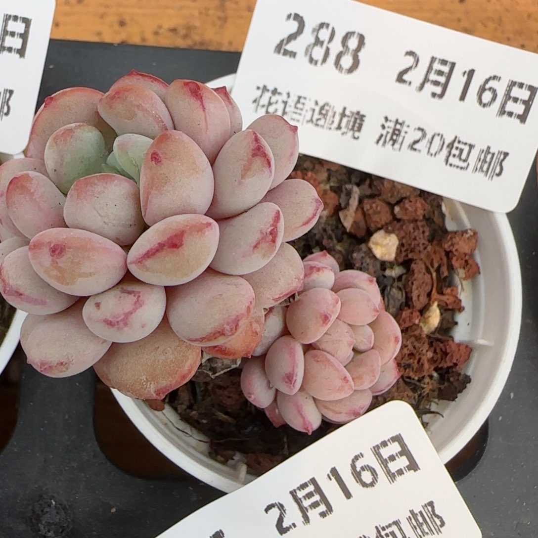 花语逸境0216-288