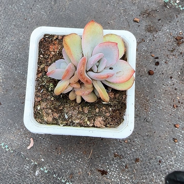 青蛙王子儿童牙膏111