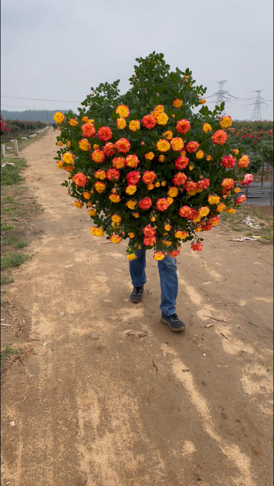 滕彩虹树桩月季多色滕五彩棒棒糖嫁接树桩月季