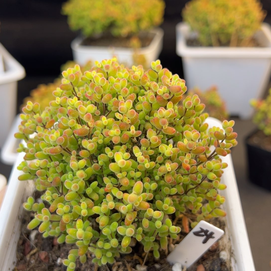 蜜橘糖球24号12cm盆