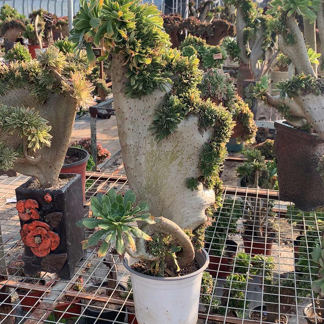 459原始绿缀化微瑕