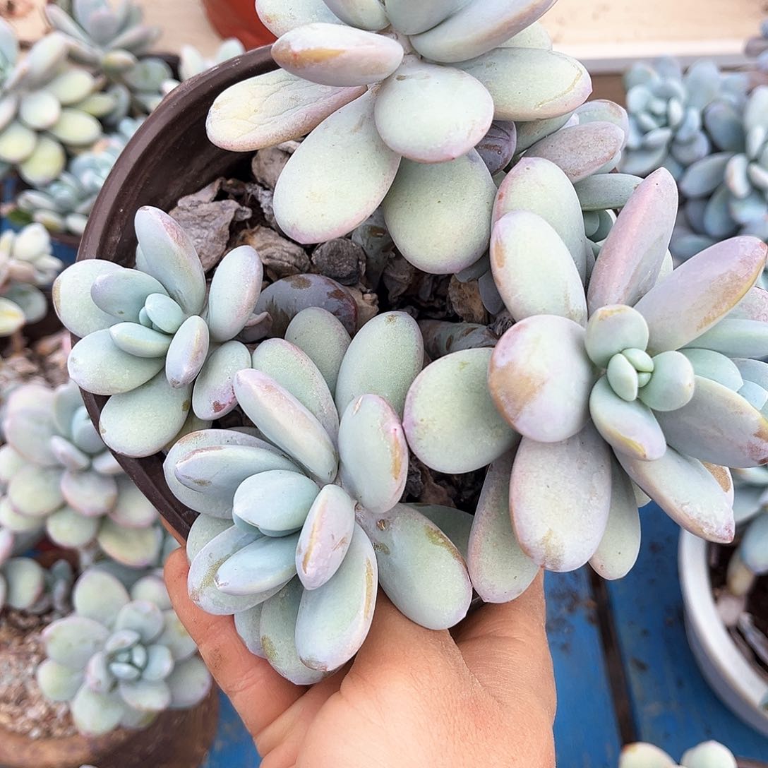 雪美人9.99多肉植物