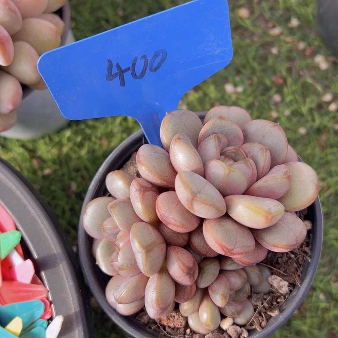 香玉的故事是一个人的故事