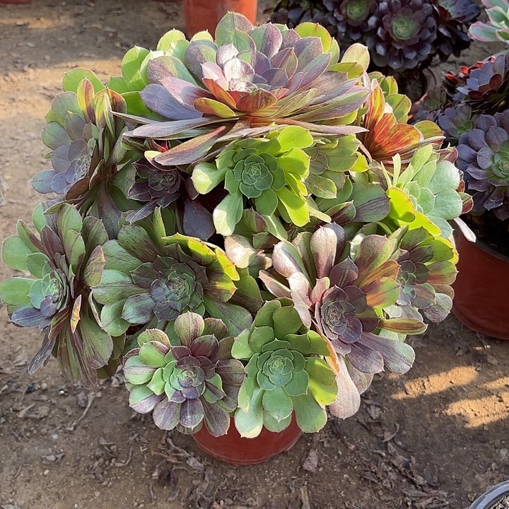 多肉植物花月夜08