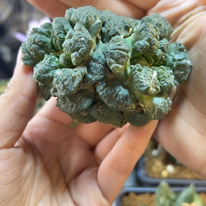 59号根芽连体8.3公分