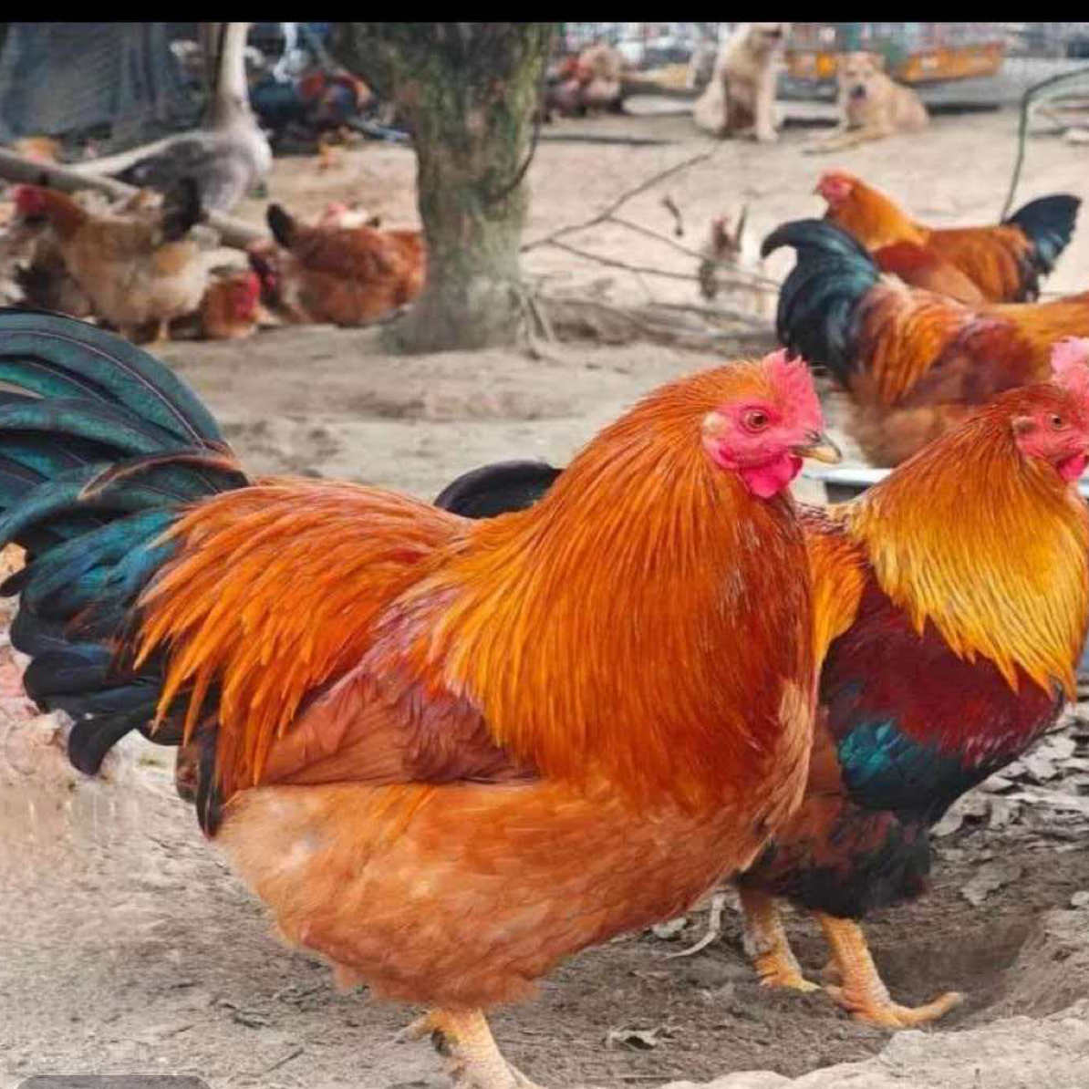 应城市江河村散养农家鸡公鸡（陷鸡）