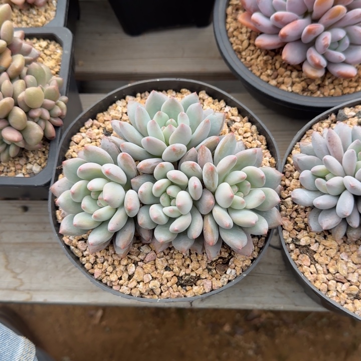 四头五十包邮老桩多肉