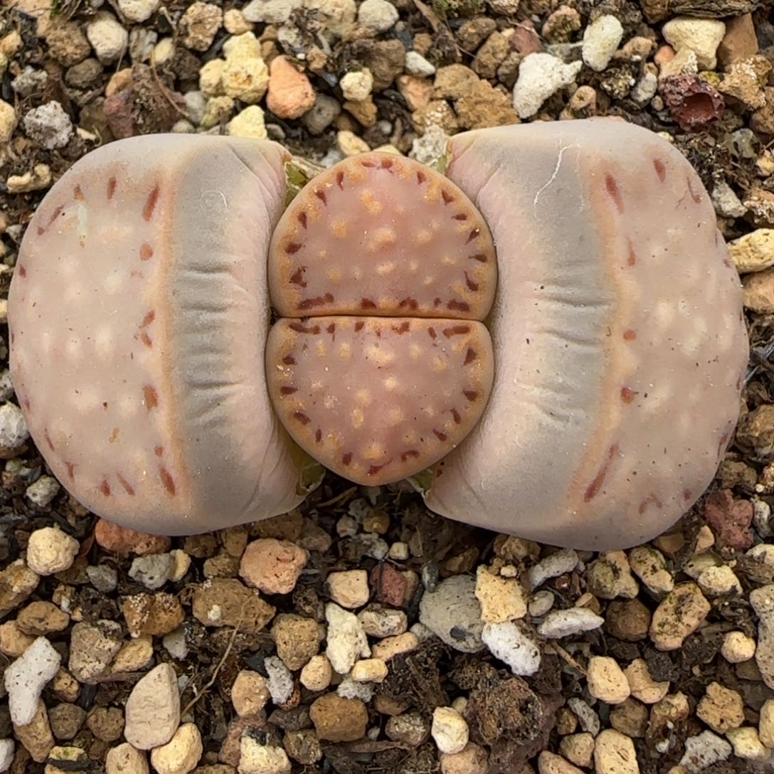 3.14，c171饼干1，9016