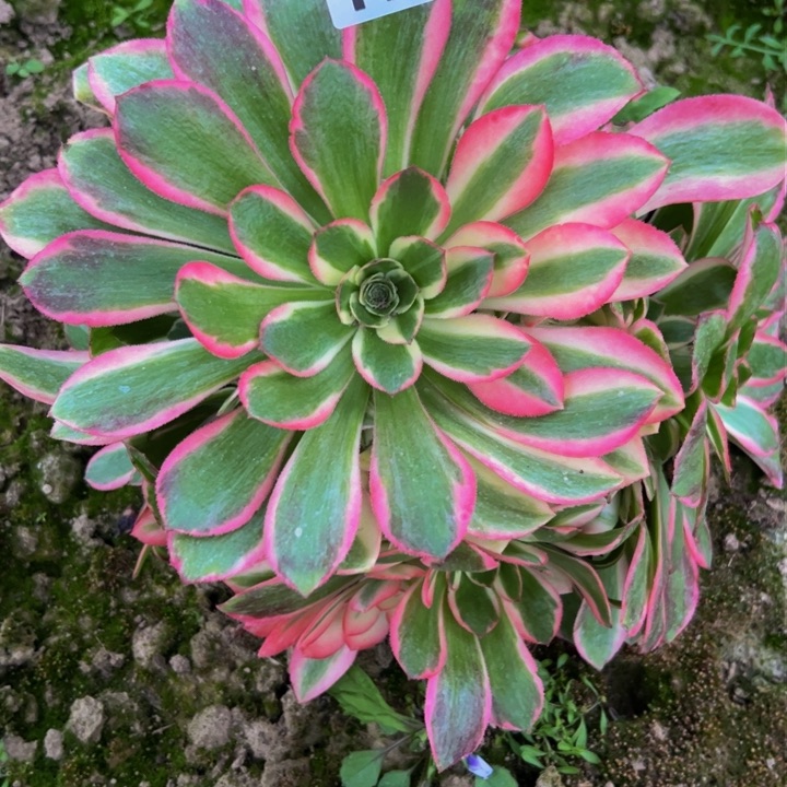 179香妃多肉植物