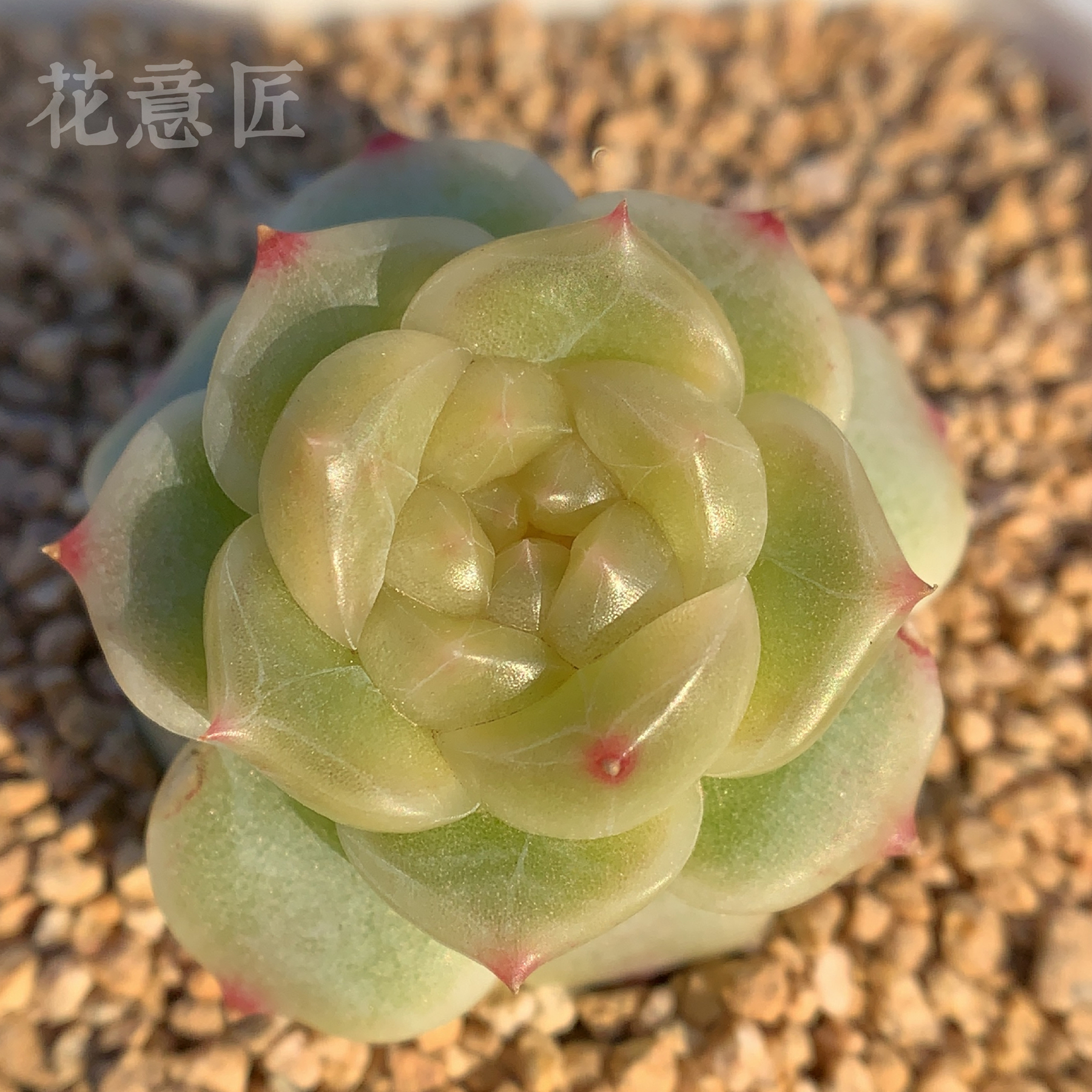 十四号链接 v147-v156 框拍 12/6 花意匠 加入购物车查看回放