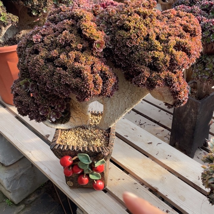 江***姐法师老桩缀化万圣节