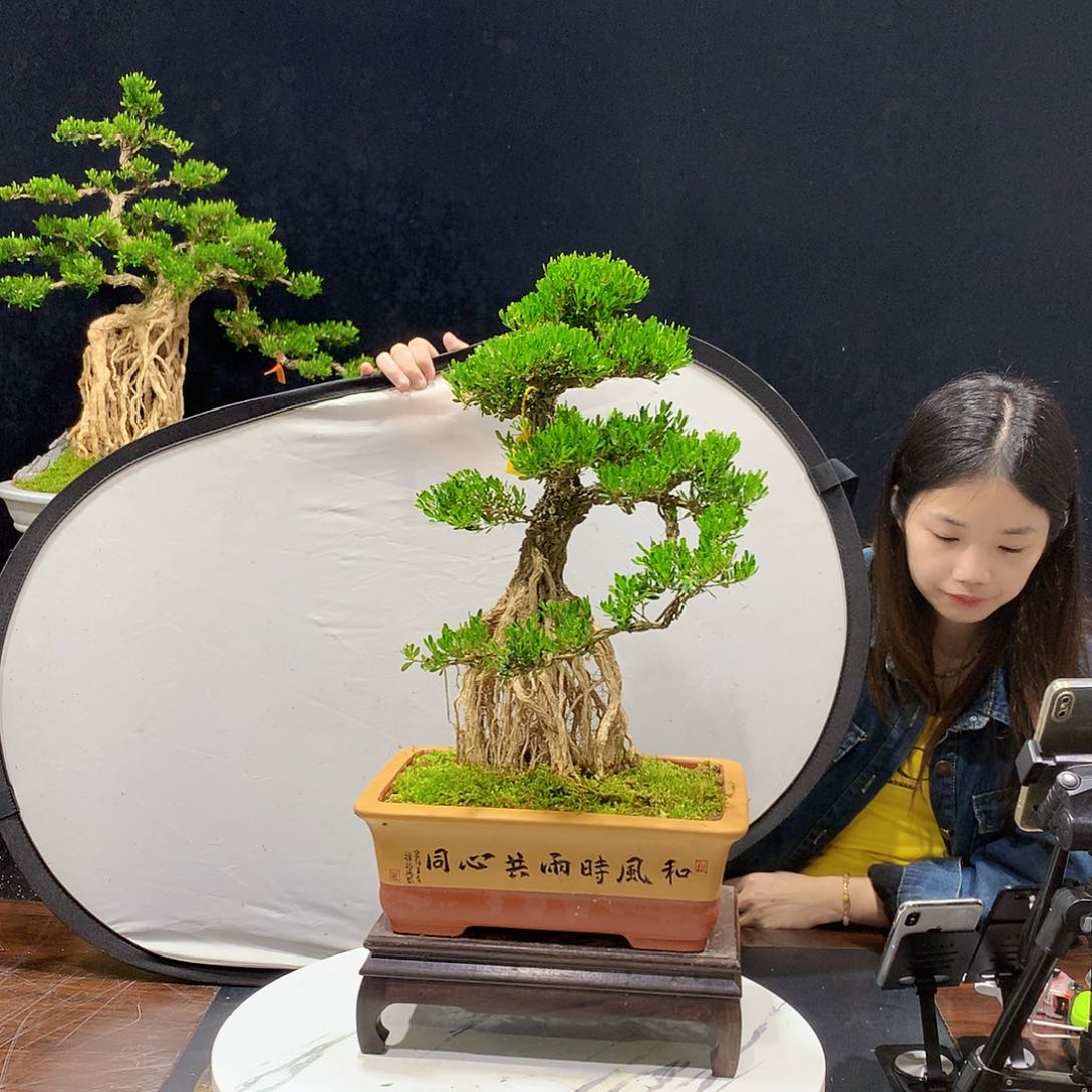 黄杨室内室外盆景