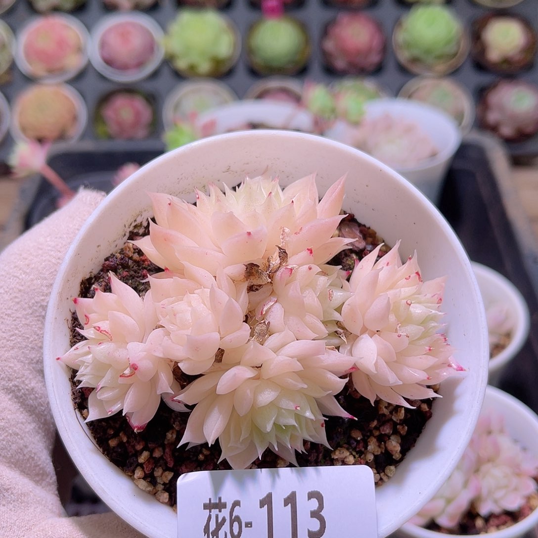 花利美6-113麦秆群