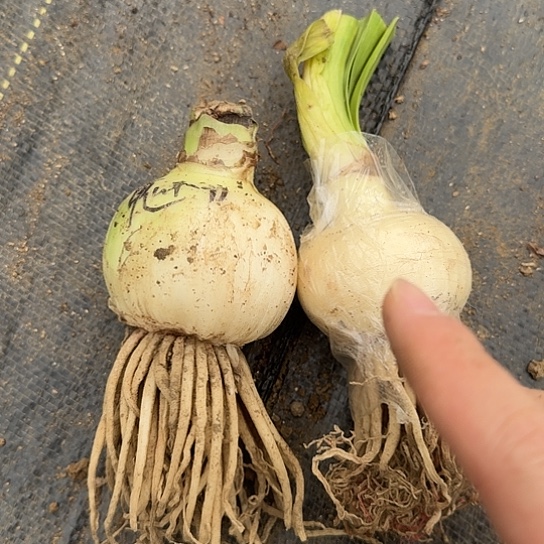 魅力四射展示大师籽播苗开花无售后组合