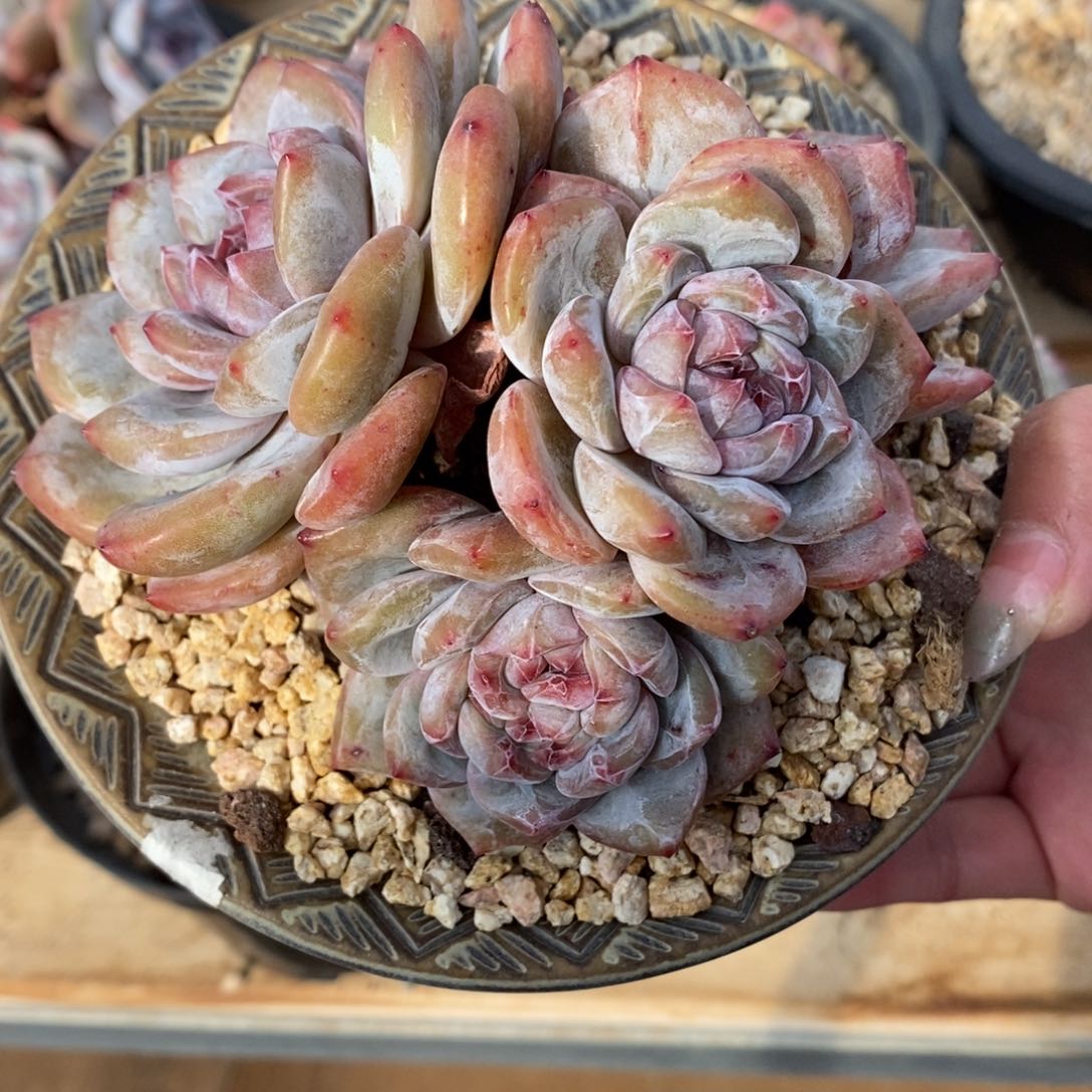 四头绿底紫心短肥圆大肥包子