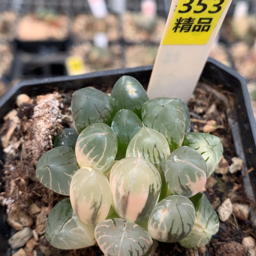 【闪购商品】353灵犀玉露