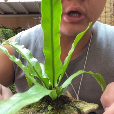 红陶王***一物一拍所见即所得50