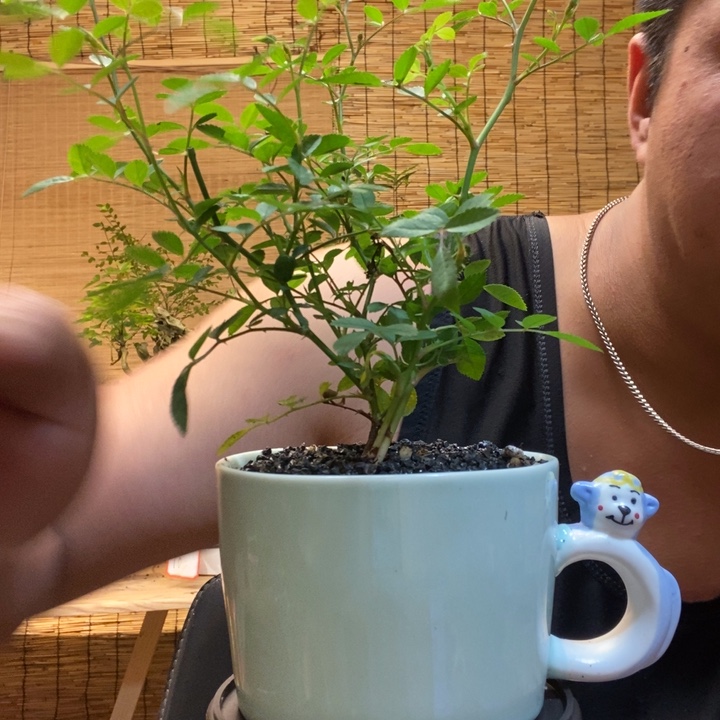 一物一拍所见即所得17