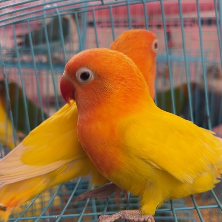 桃脸牡丹鹦鹉黄金丝+烈火