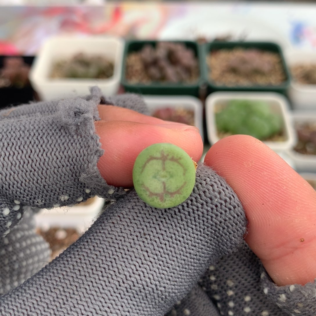 629杂交一颗 新人福利