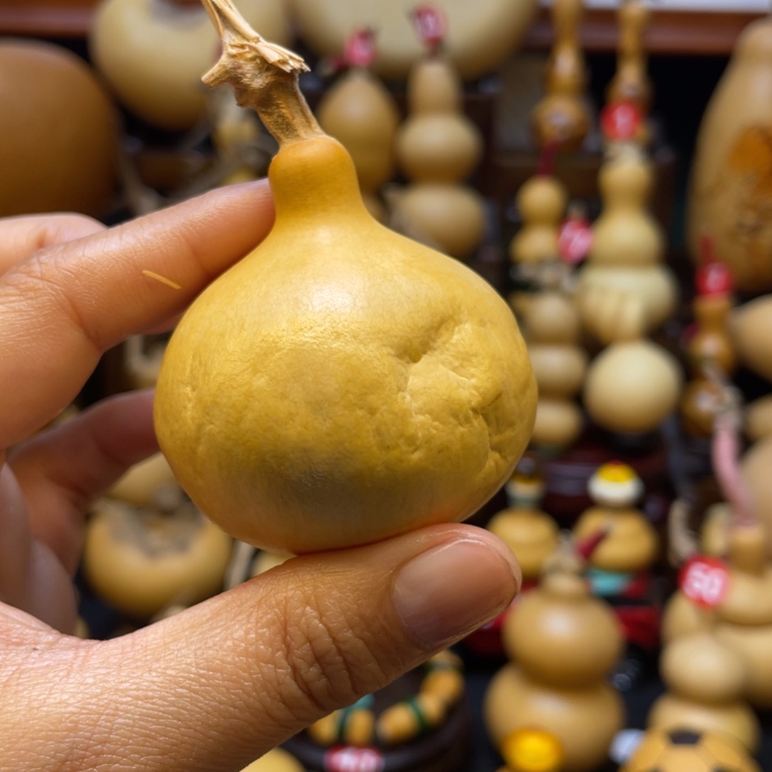 远***念葫芦等经济作物的栽培技术研究与开发