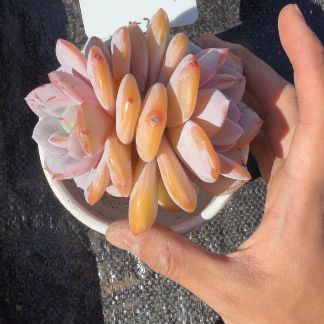 一物一拍精控奶茶53