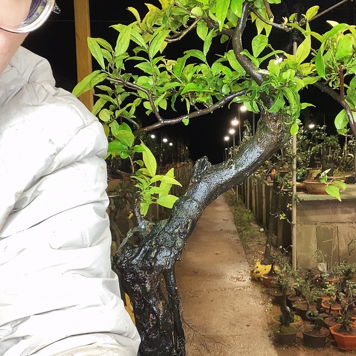 浮***云无花朵就g估计还包括v个