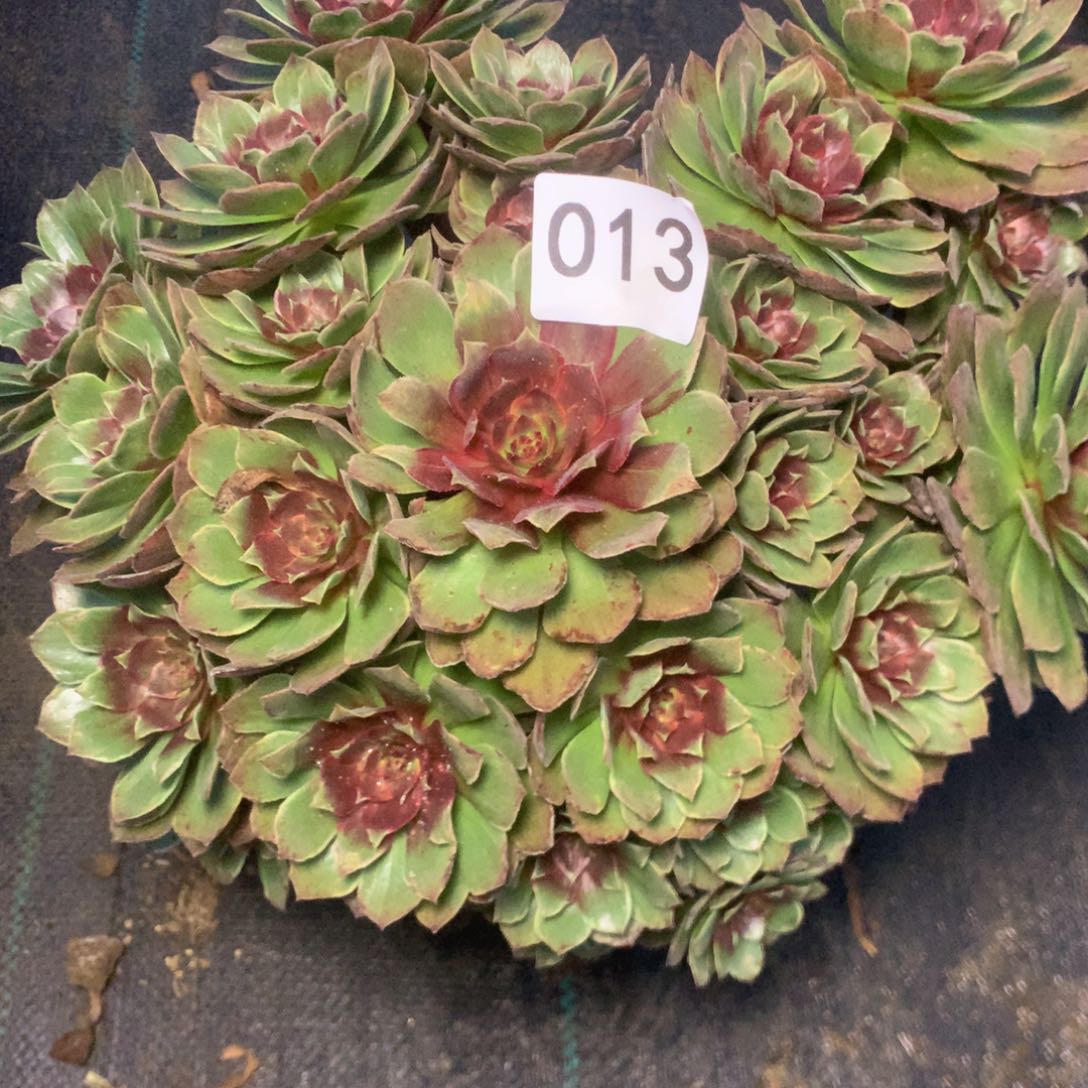 0130红丝绒多肉植物