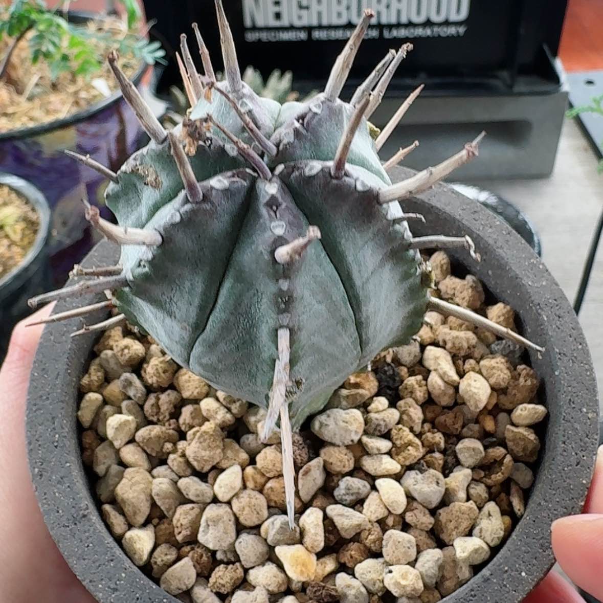 【闪购商品】普兰斯大戟哈哈