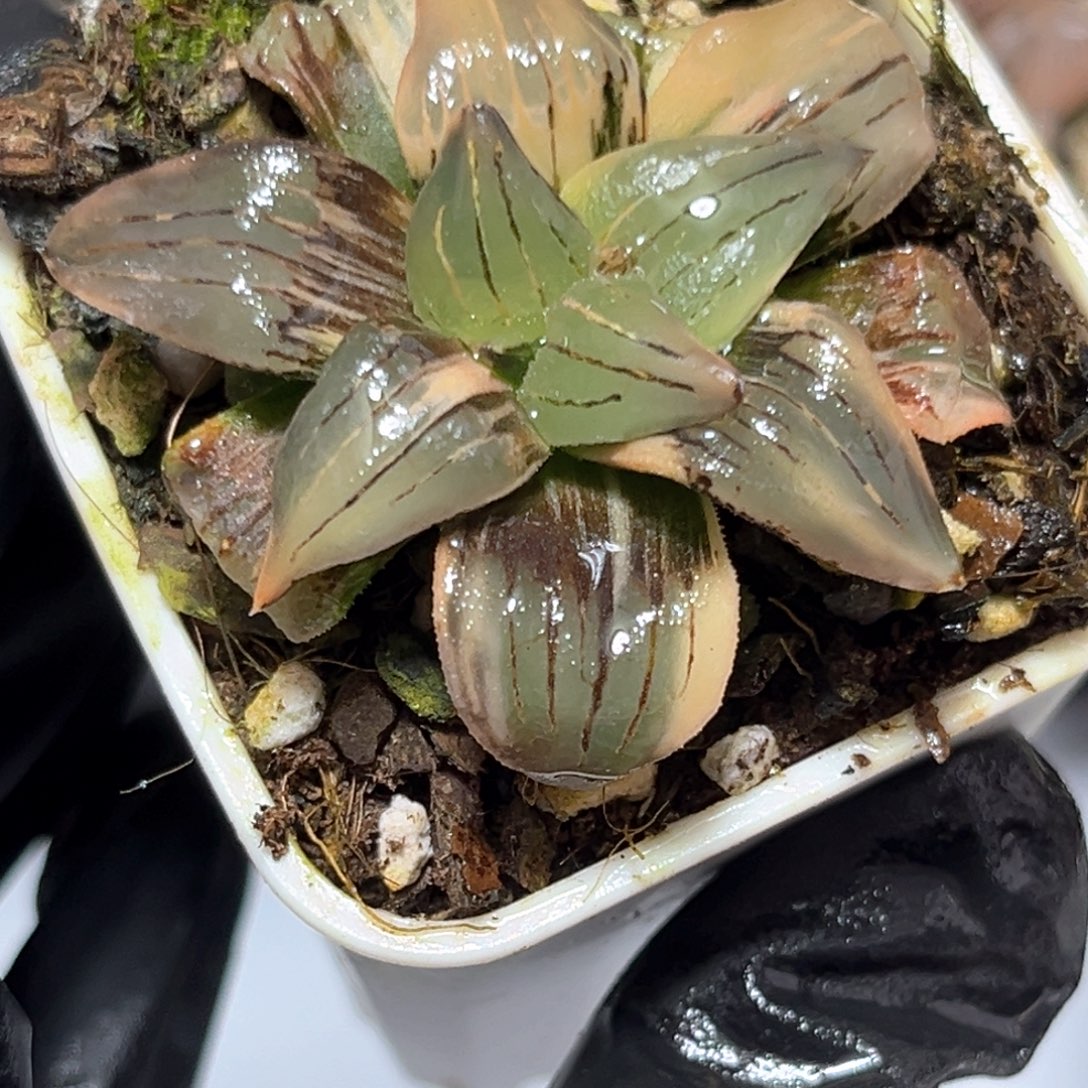 恭喜发财大吉大利4503