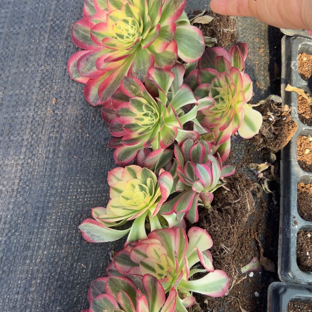 多肉植物973无售后