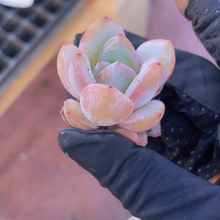 85精品香雪2颗一组