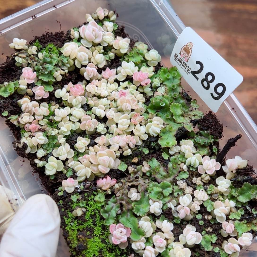 多肉植物多肉植物y