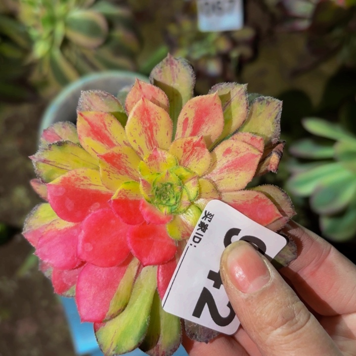 942四代知否多肉植物