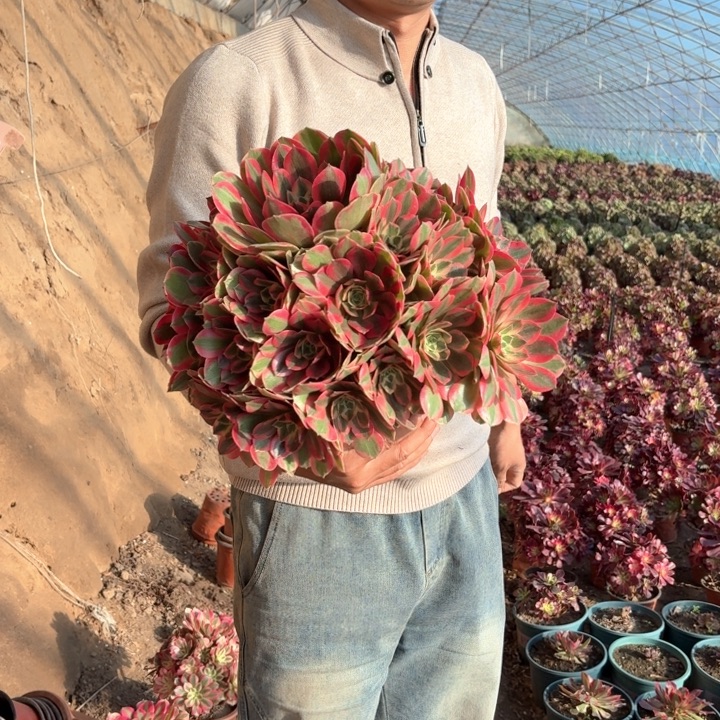 精品超大超大粉女妖