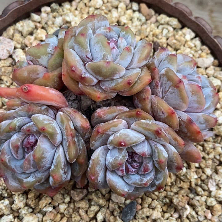 五头绿地紫心油脸粗腿