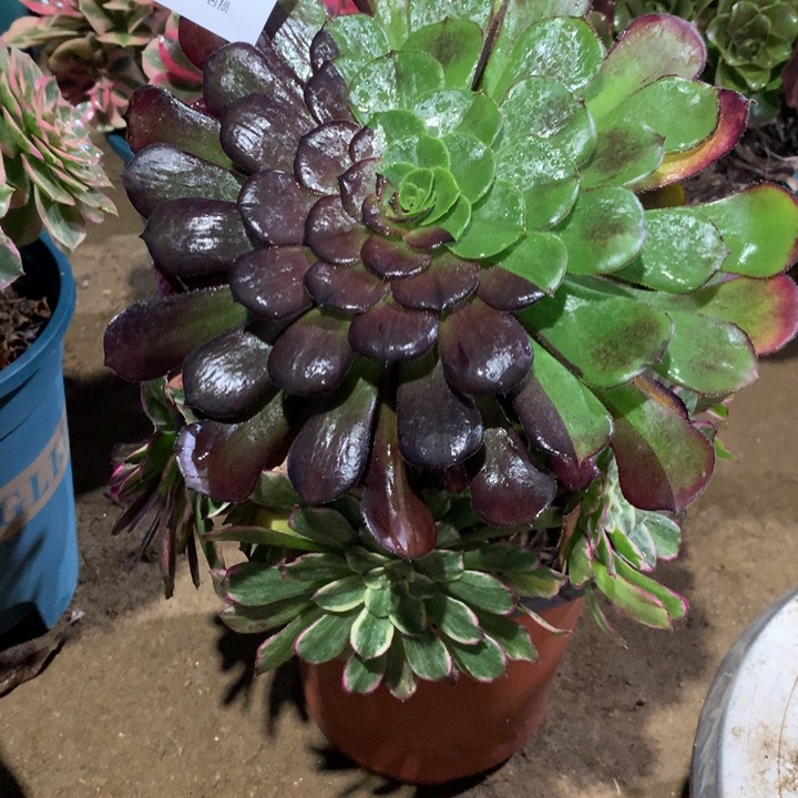 625水墨画多肉植物特价