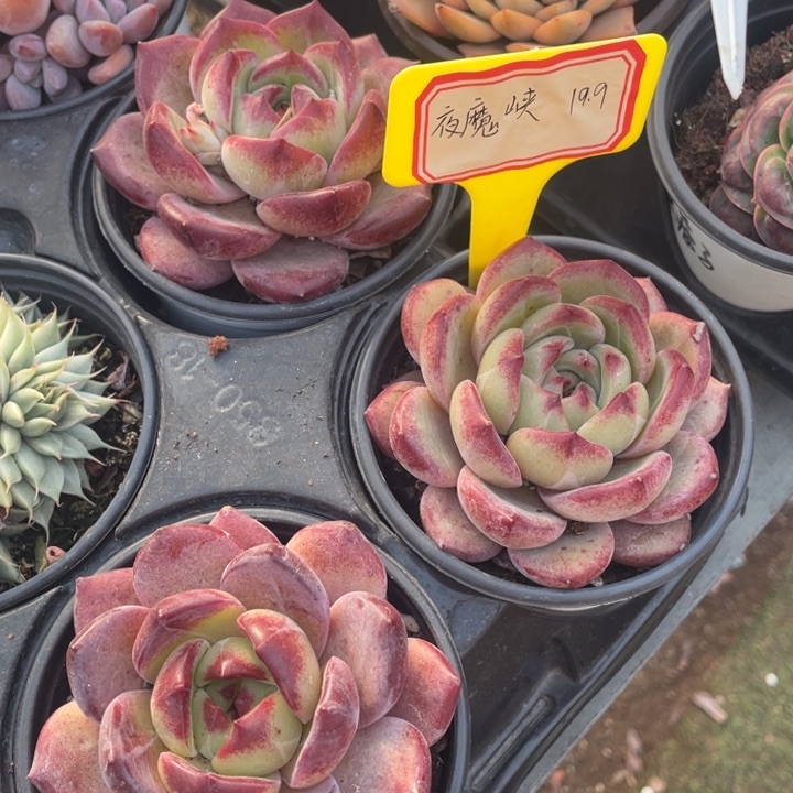 夜魔侠18一盆8888888