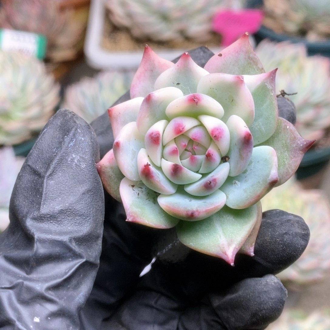 212锦锦锦锦锦锦锦