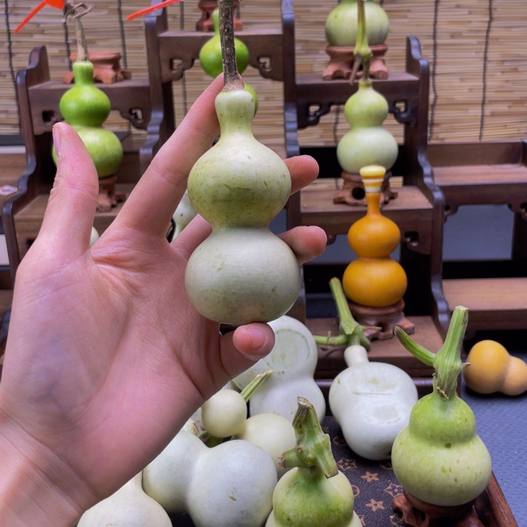 小***！我是一只小小鸟地域文化特色社会主义