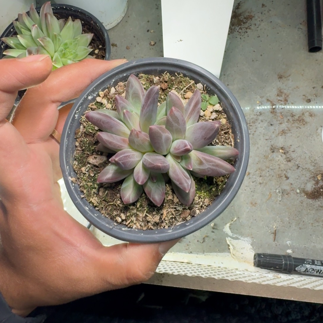 美人杂交 一物一拍