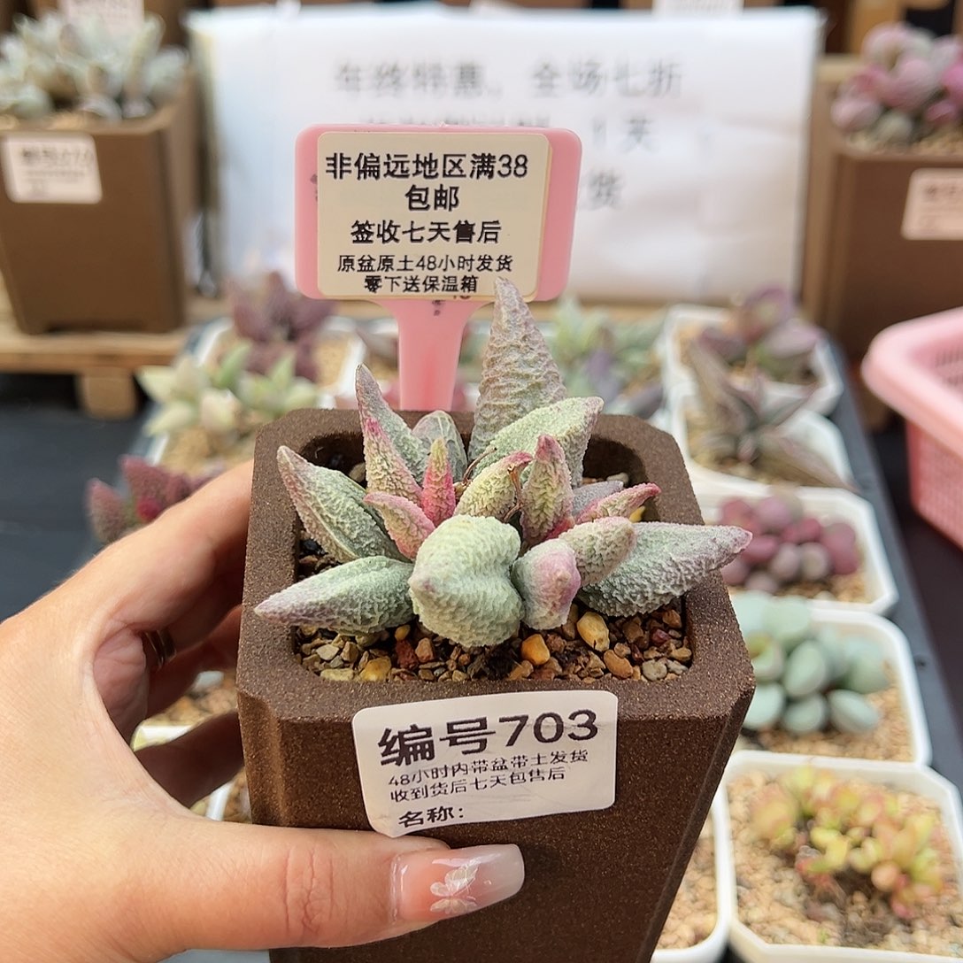 耀*703融冰多肉植物