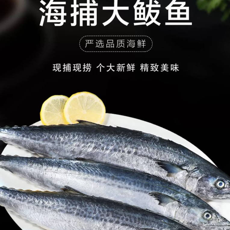 山东大鲅鱼 马鲛鱼日照原产地 整条速冻发货