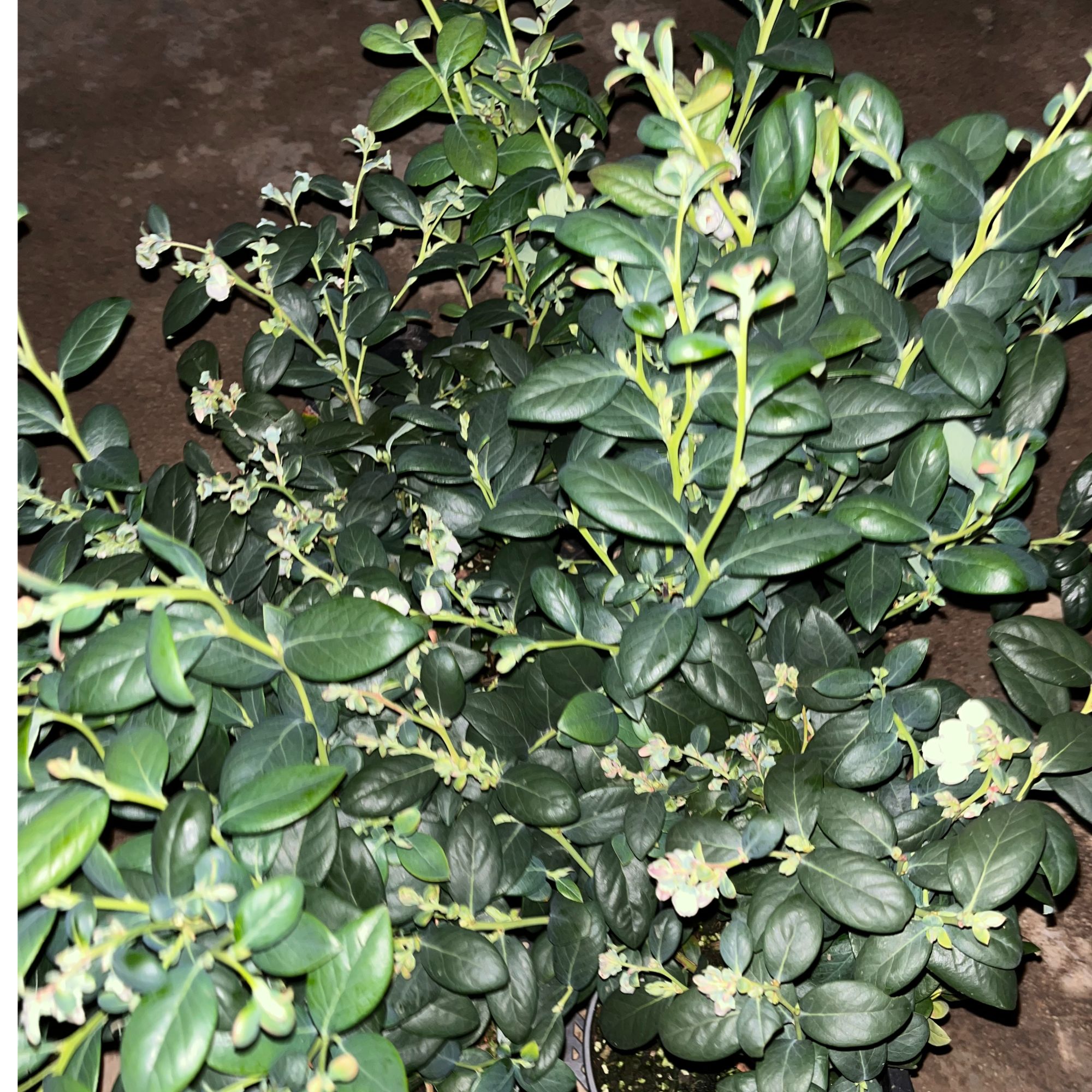 微舟云南高山蓝莓 大果  纯甜 抗病能力强  分支能力强 产量超高