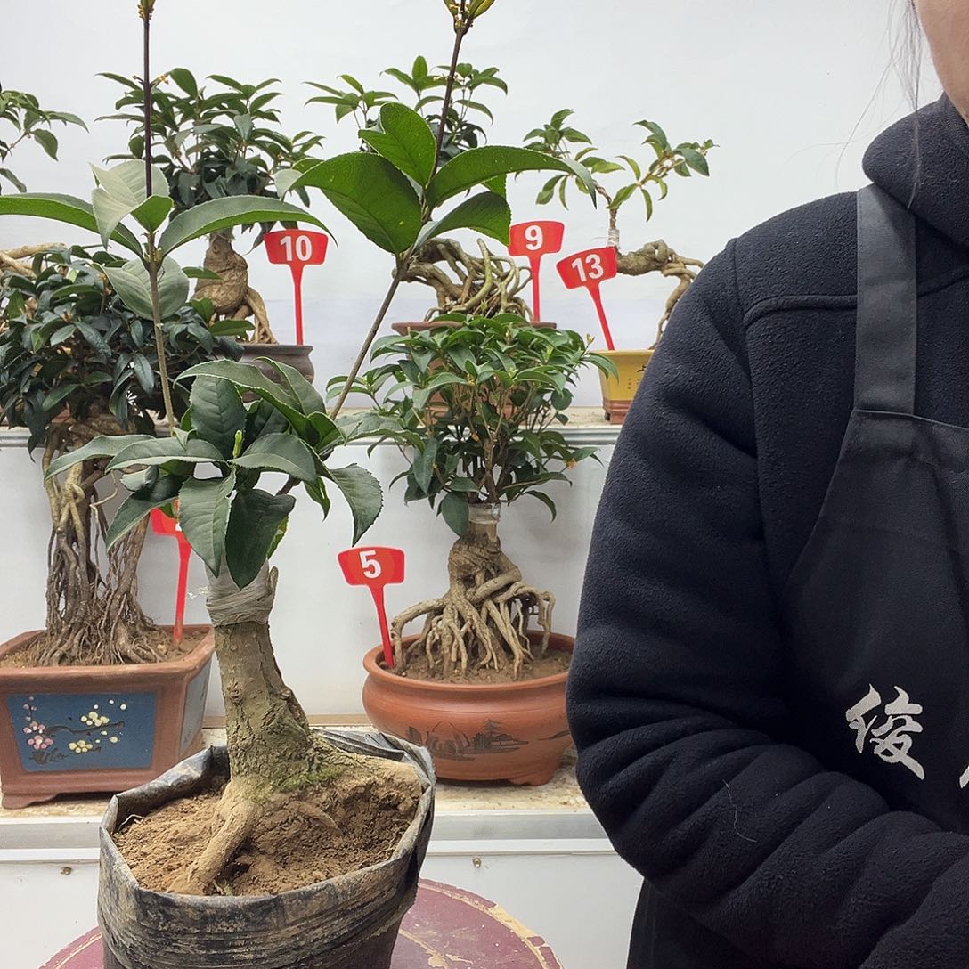 大部分花苞少量开放