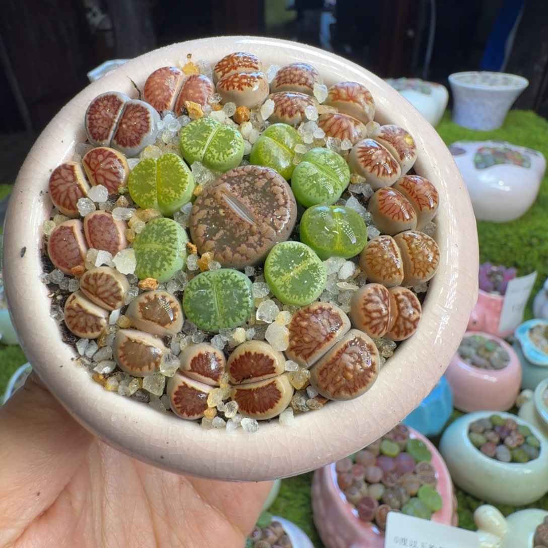 王***P多肉植物开播福利1260