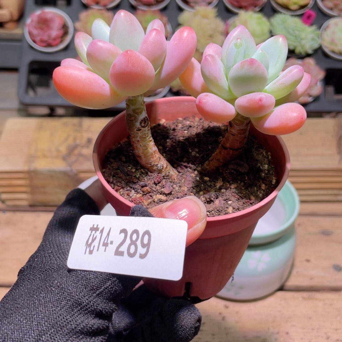 花利美14-289洛神