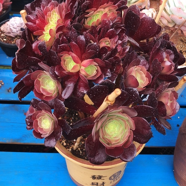 欧紫缀化多肉植物