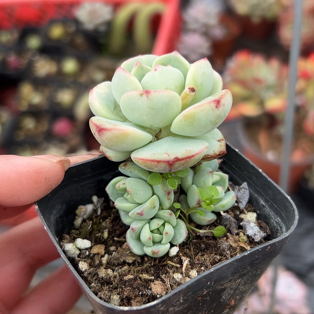 多肉植物多肉植物