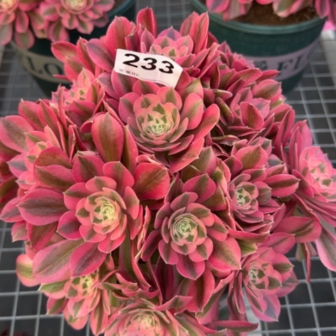 233女巫25厘米左右